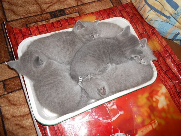 Котята к лотку приучены