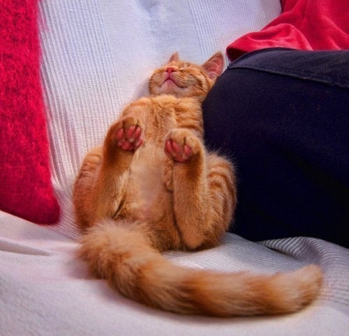 Сладко спящий котэ :)