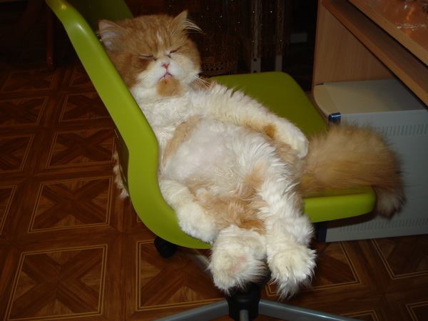 весь день не спишь, всю ночь не ешь... конечно, устаёшь!