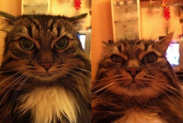 Сурови котэ!