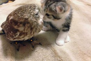 котёнок и совёнок