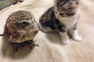 котёнок и совёнок