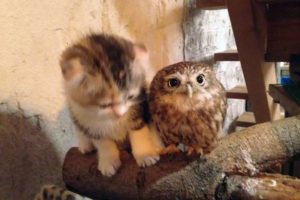 котёнок и совёнок