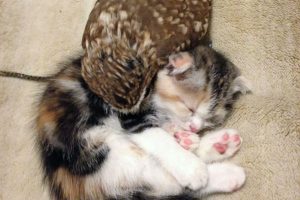 котёнок и совёнок