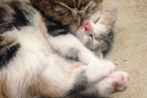 котёнок и совёнок