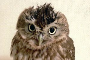 котёнок и совёнок