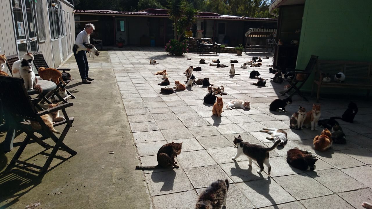 Malcolm Cat Protection Society