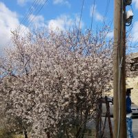 Миндаль цветёт