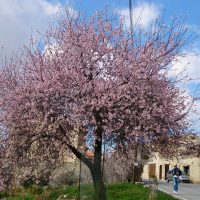 Миндаль цветёт