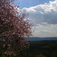 Миндаль цветёт