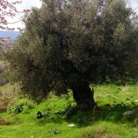 Оливковое дерево