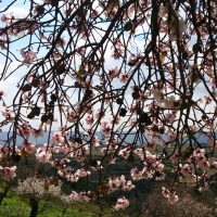 Вид через цветы миндаля