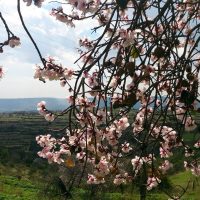 Вид через цветы миндаля