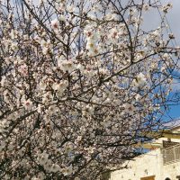 Ещё миндаль