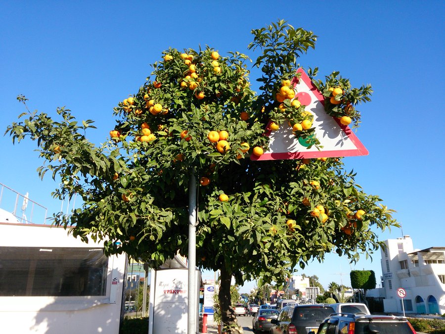 солнечные декабрьские цитрусовые