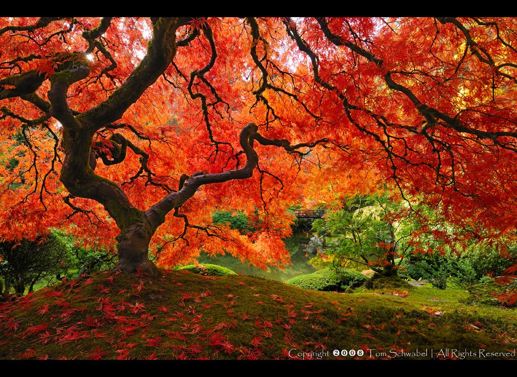 Japanese Garden by Tom Schwabel