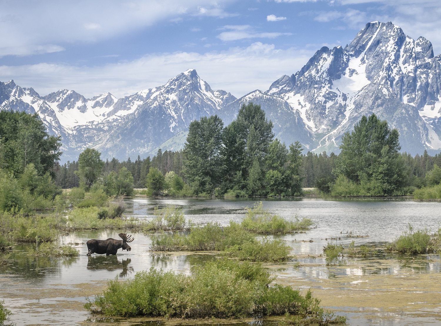 Лось и горы