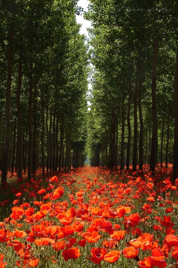 Маковая полянка