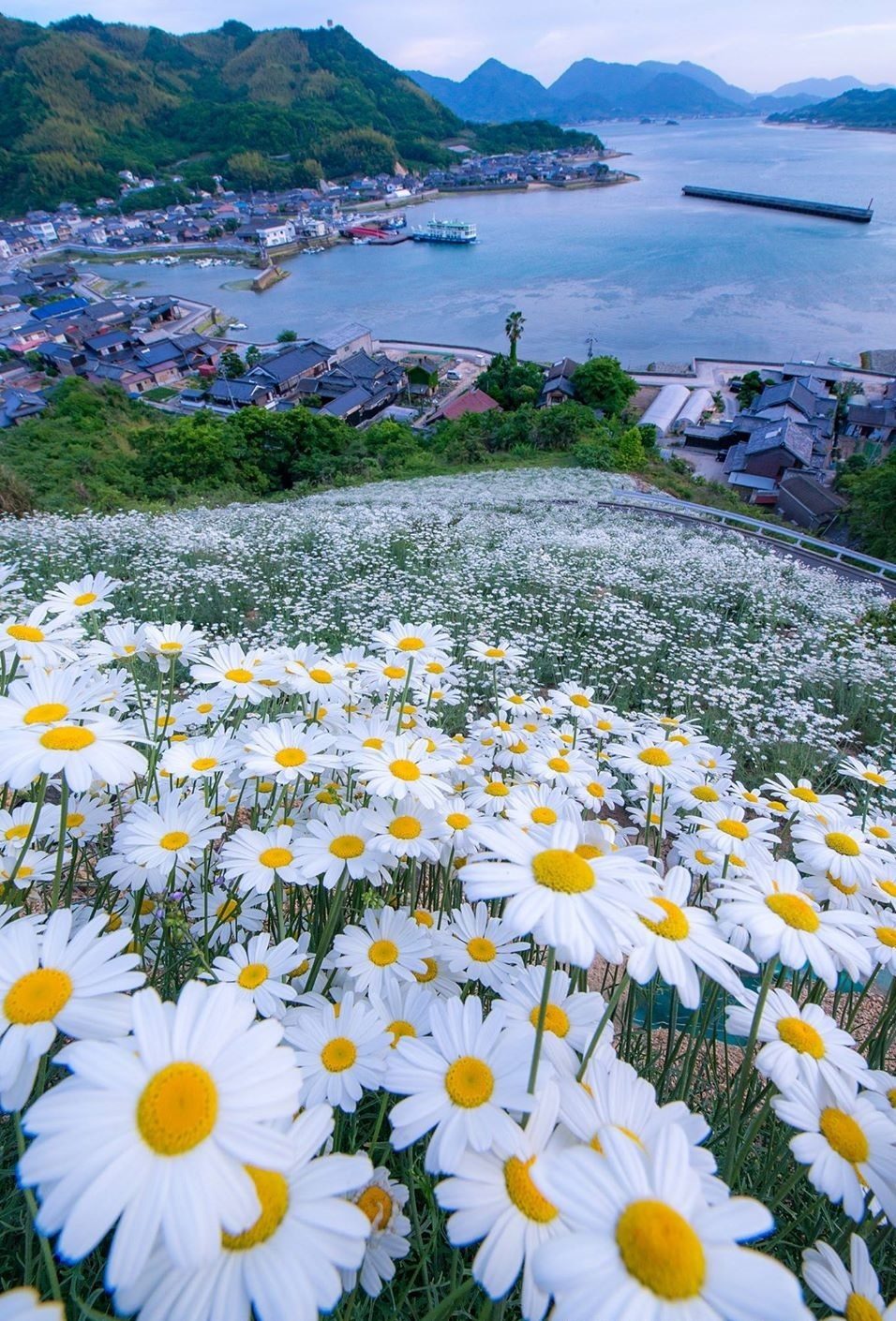 Привет, ромашки! Привет, ромашки!