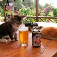 Пятничные котики